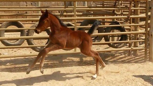 Cavalo Árabe - Potra