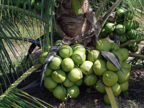 Coqueiro anao coco precoce produz rapido frutas