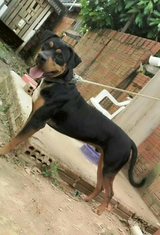 Disponível para cruza!