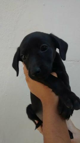 Doação de Cachorro