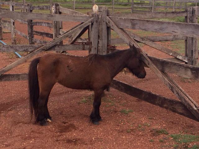 Duas pôneis pelo preço de uma