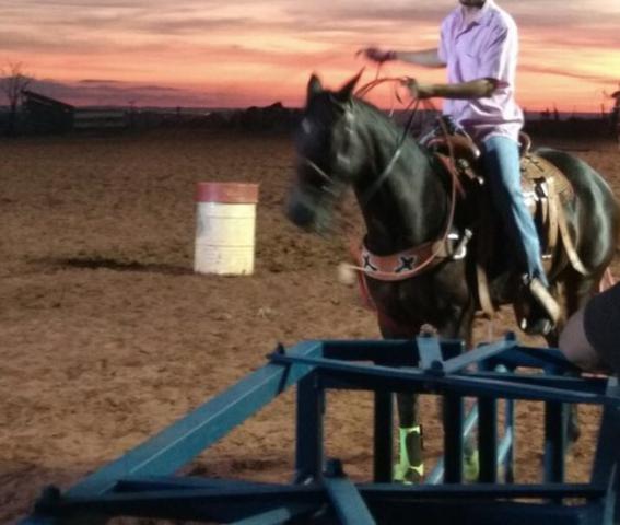 Egua pronta team roping