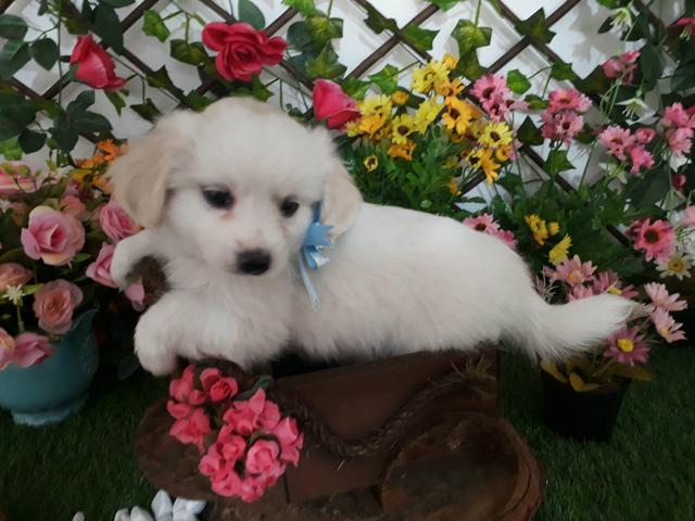 Essa semana Mega PromoÇão de Maltês