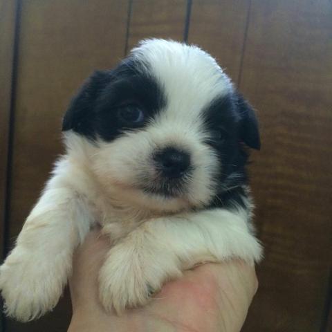 Filhinhos de shitzu disponível