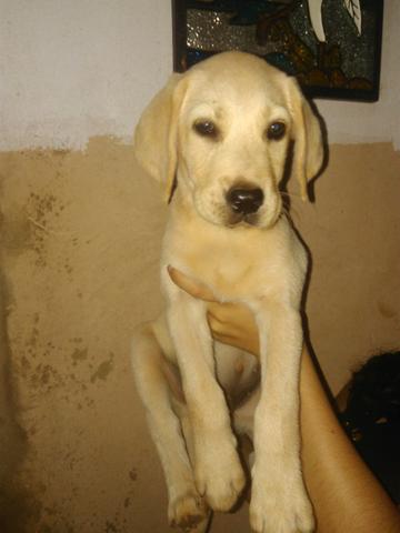 Labrador Retriever c pedigree