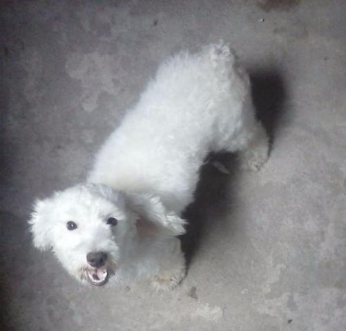 Poodle leia o anuncio