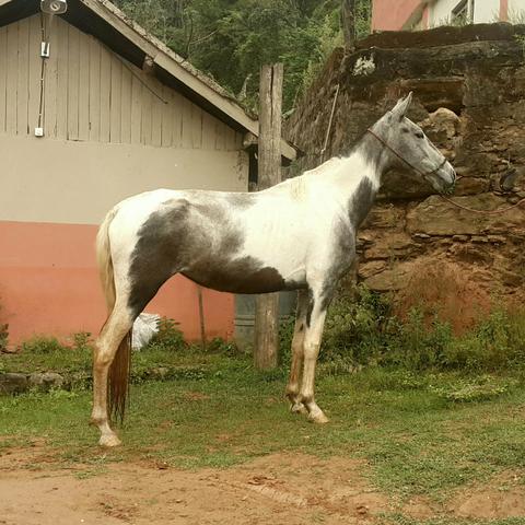 Potra mangalarga 3 anos!