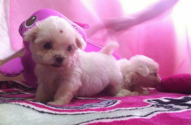 Promoção!!! Poodle (são os últimos)