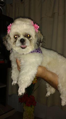 Shih Tzu belíssima fêmea whats 