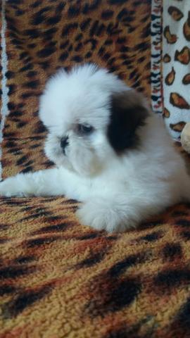 Shihzu 2 meses linhagem canadense pais com pedigree cbkc