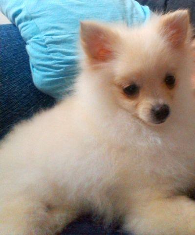 Spitz Alemão Hiper Pequeno 5 meses