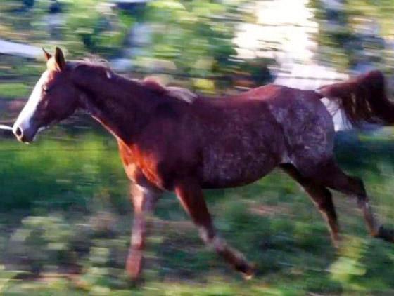 Égua Paint Horse PO + cobertura