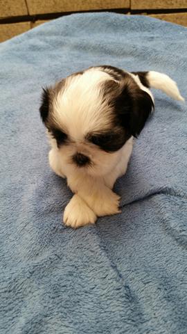 Última Fêmea Shih-Tzu!