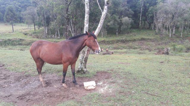 Cavalo crioulo 6 anos