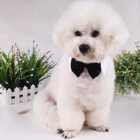 Colarinho Com Gravata Borboleta Para Cães