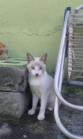 Doação de uma Gatinha