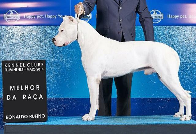 Dogo Argentino Macho