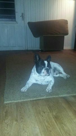 Fêmea Buldogue francês