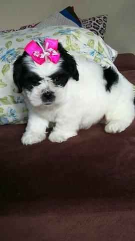 Fêmea de Lhasa Apso