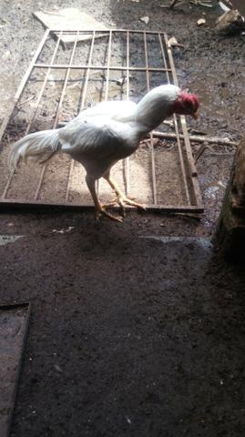 Frango indio branco
