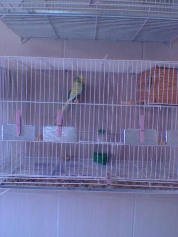 Gaiola Completa para casal de inglês