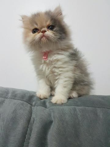 Gata Persa tricolor com 2 meses