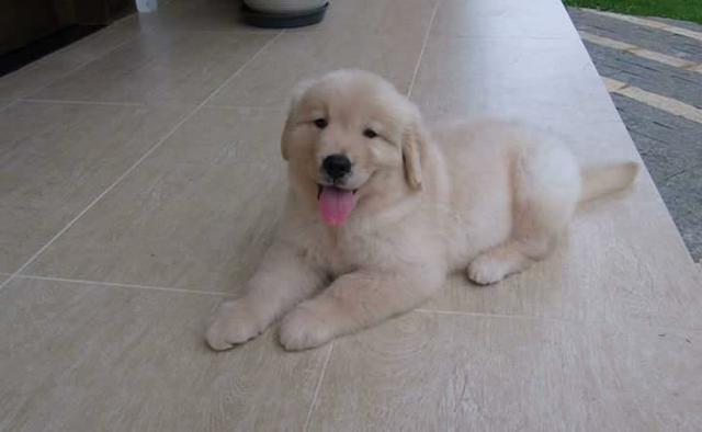 Golden Retriever