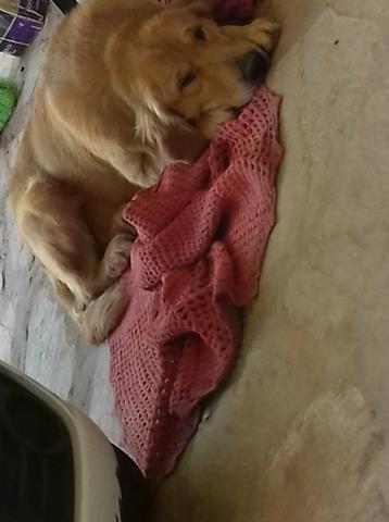 Golden retriever macho