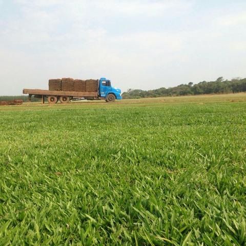 Grama Batatais, Esmeralda e São Carlos