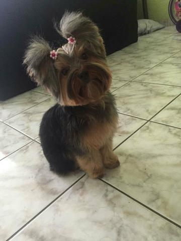 Hermosa yorki
