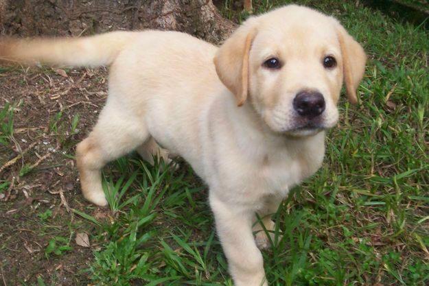 Labrador excelente linhagem femeas 45 dias com pedigree 450