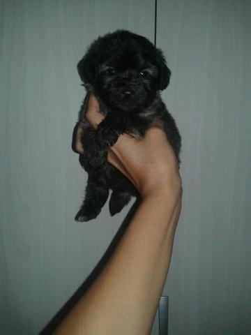 Ligue!!! Ta só lhe esperando. Poodle Fêmea N1