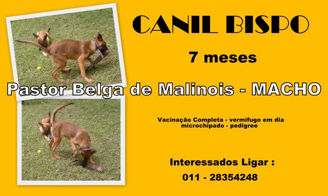 Pastor Belga de Malinois Macho - Pedigree