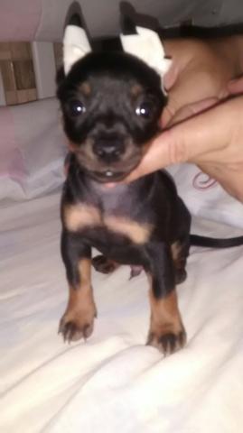 Pinscher