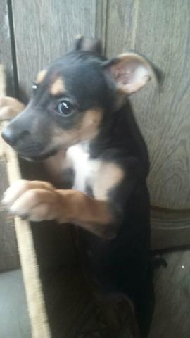 Pinscher mestiço (Fêmea)