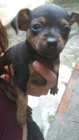 Pinscher porte pequeno