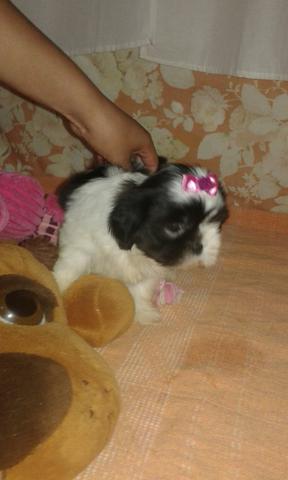 Promoção Shih Tzu