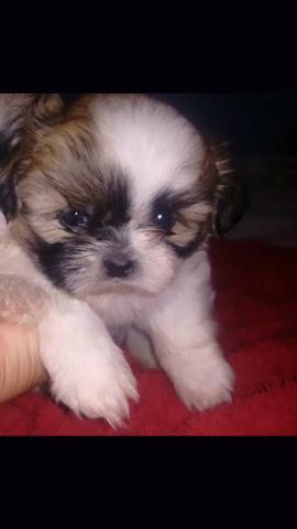 Shih tzu
