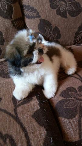 Shih tzu macho puro