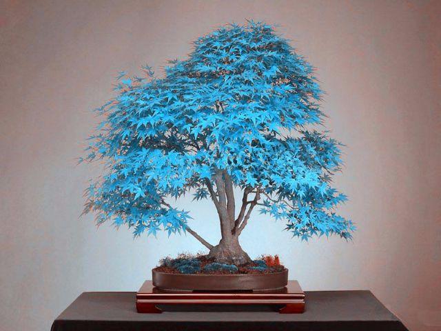 10 Sementes De Acer Maple Céu azul Bordô Bonsai Raro