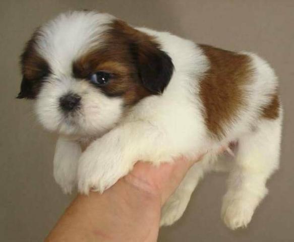 Belos Shih Tzu Macho/Fêmea (Ac/cartão)