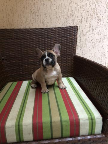 Bulldog Francês Macho