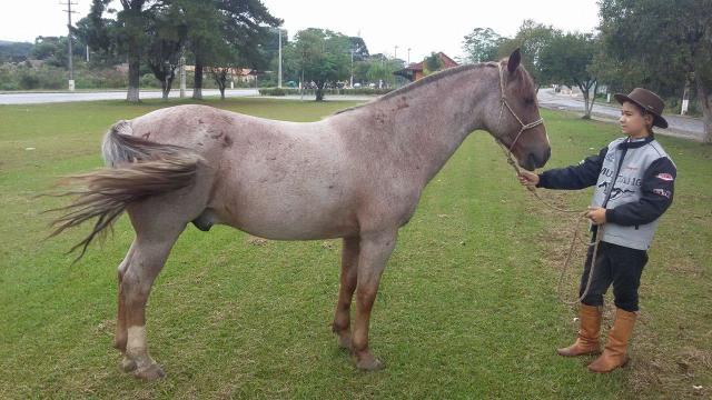 Cavalo Crioulo