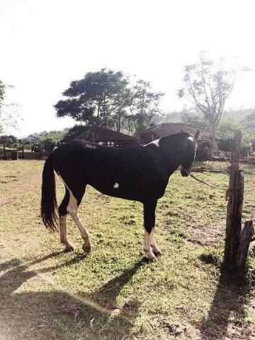 Cavalo MM Garanhão