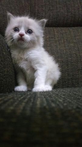 Doa-se gatinho macho 1 mês