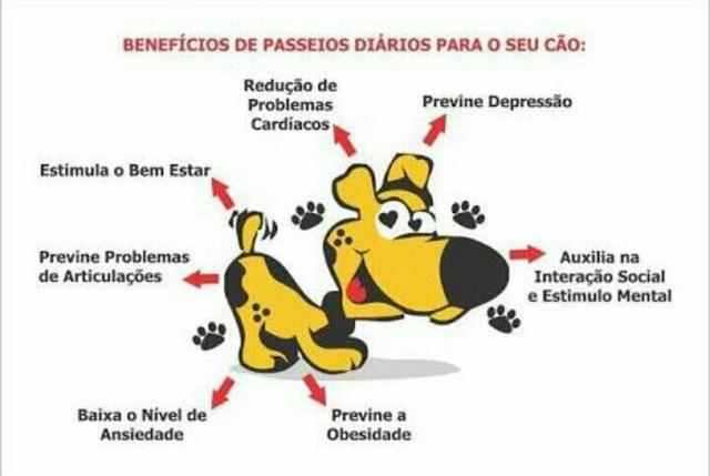 Dogwalker (passeio com cachorros)