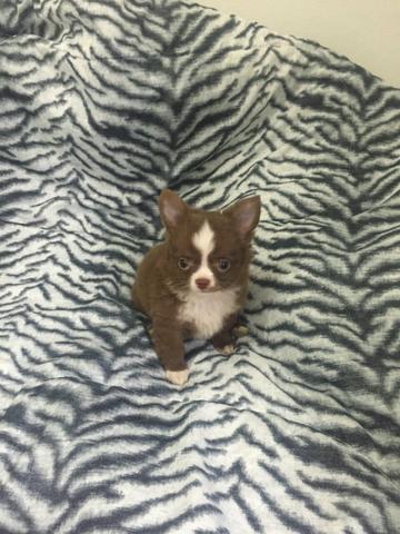 Femeas de chuhuhua micro!!!