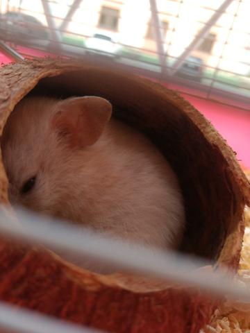 Hamster sirio para doação