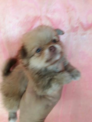 Lindos Spitz Alemão