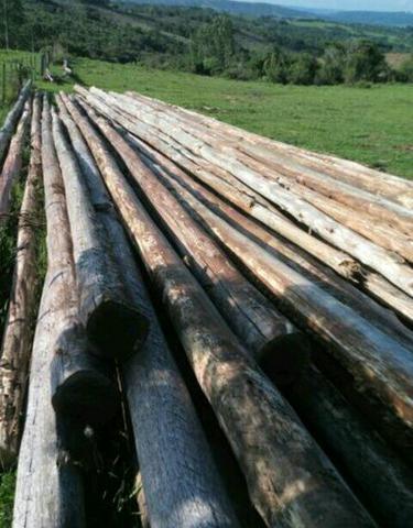 Linhas-Esteios-Caibros-Toras (madeiras de eucalipto em